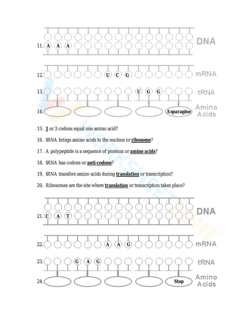 Protein Synthesis Worksheet: Understanding the Process - Page 6
