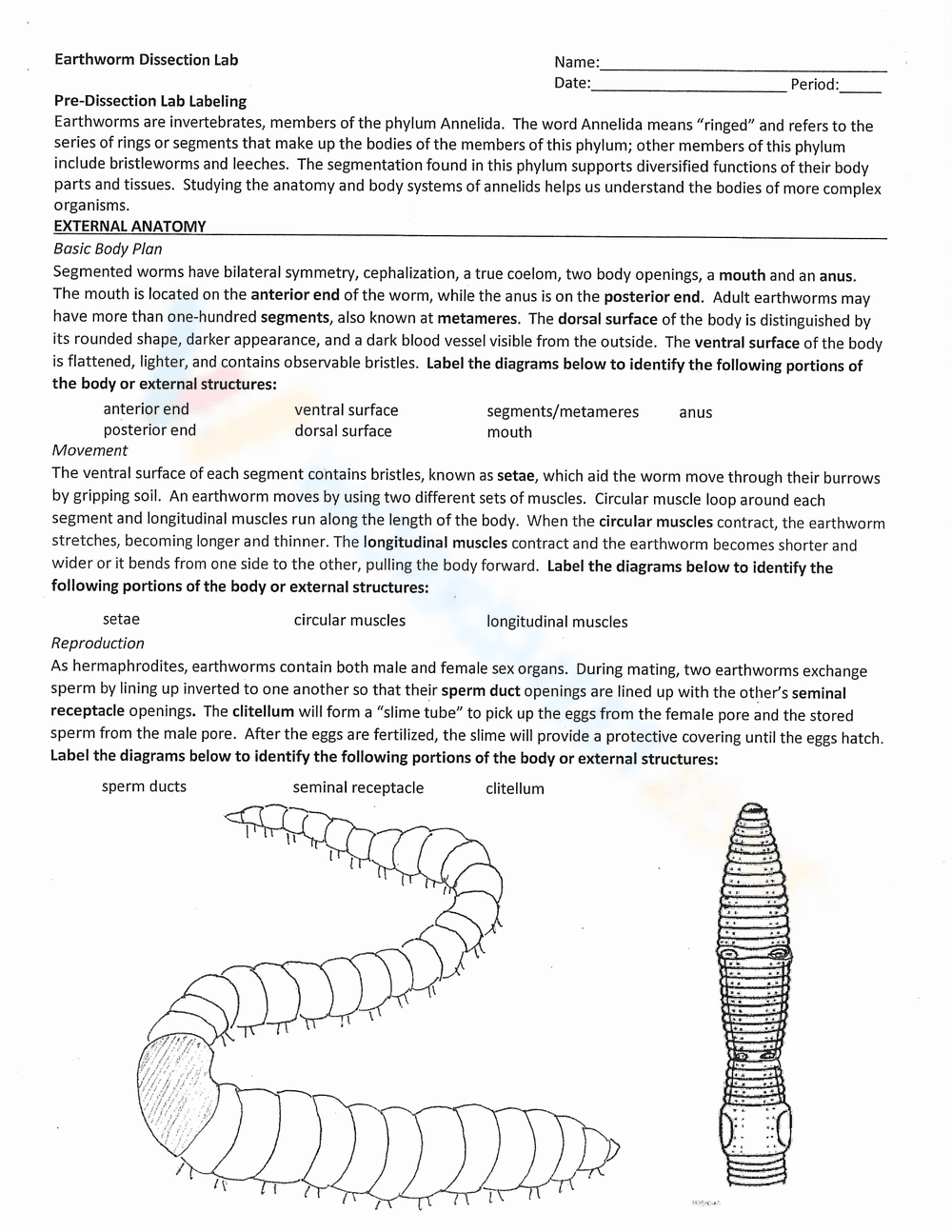 Explore Earthworm Anatomy Worksheet - Page 1