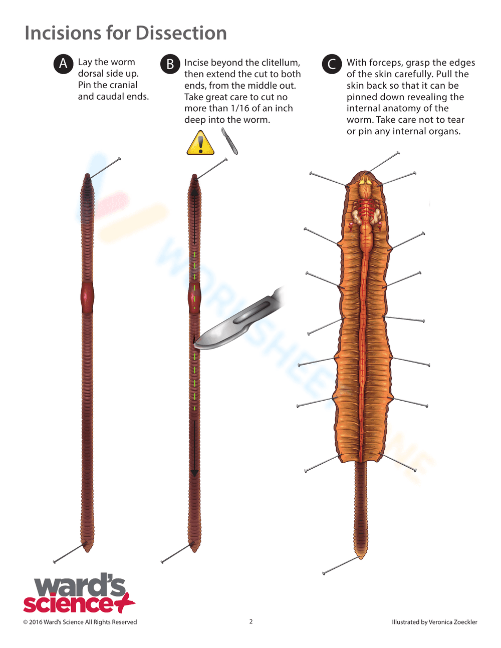 Earthworm dissection - Page 4