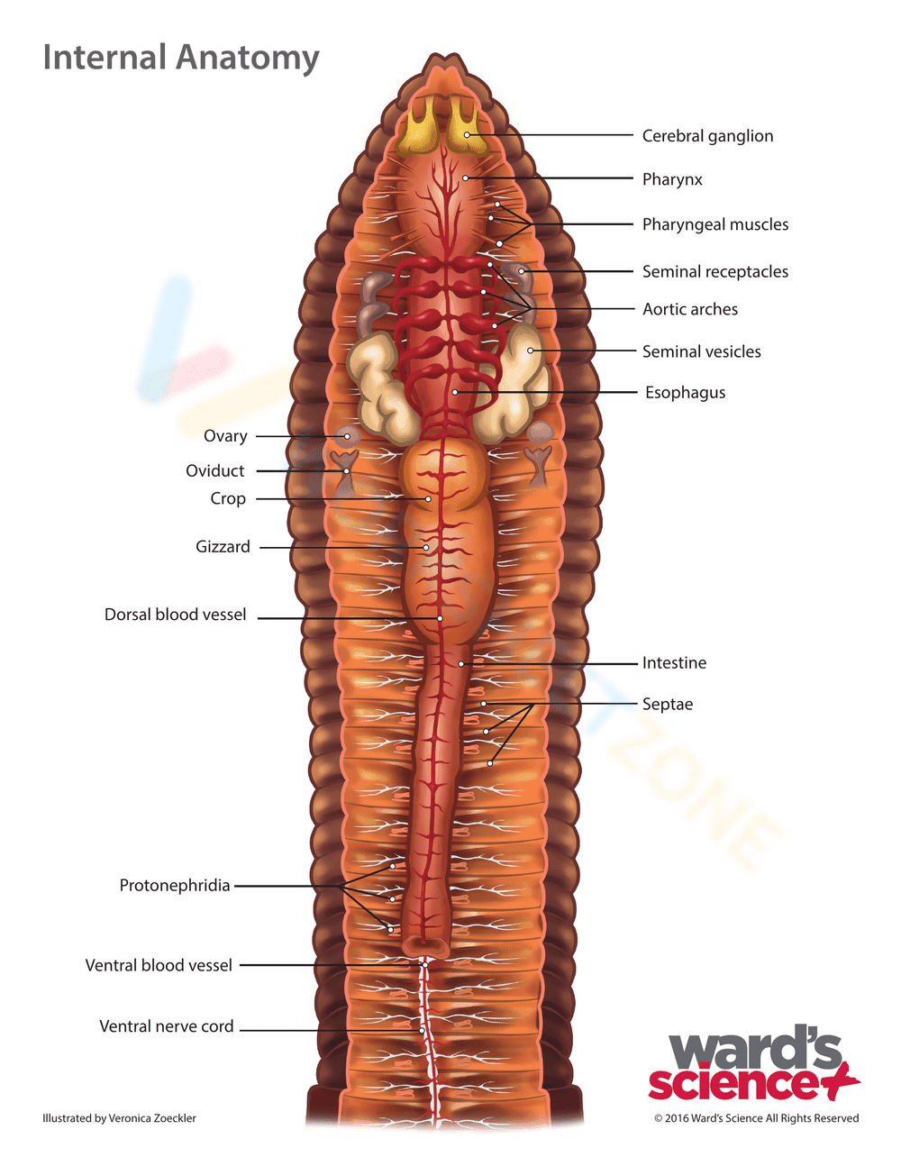 Earthworm dissection - Page 5