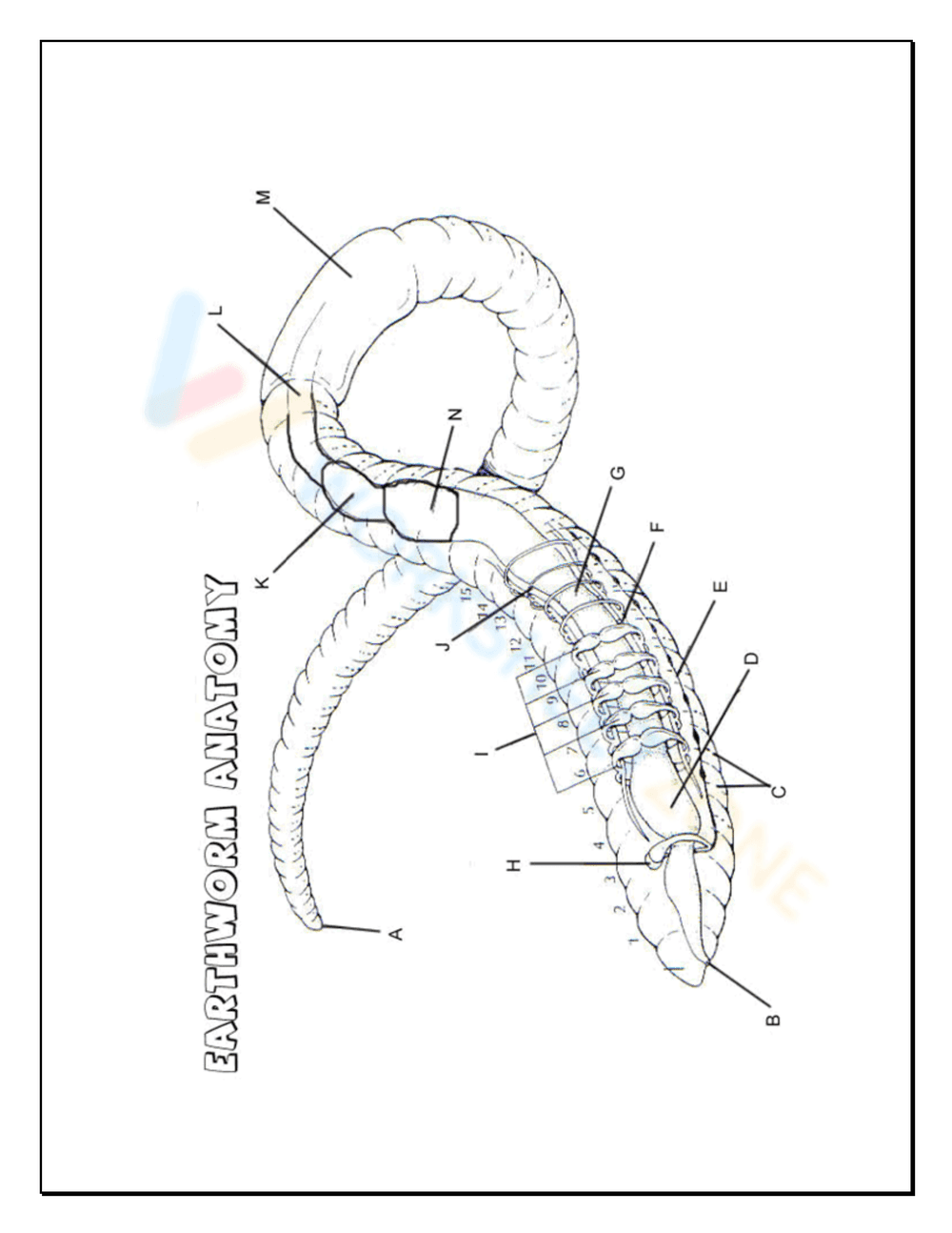 Earthworm Anatomy Dissection Worksheet - Page 5