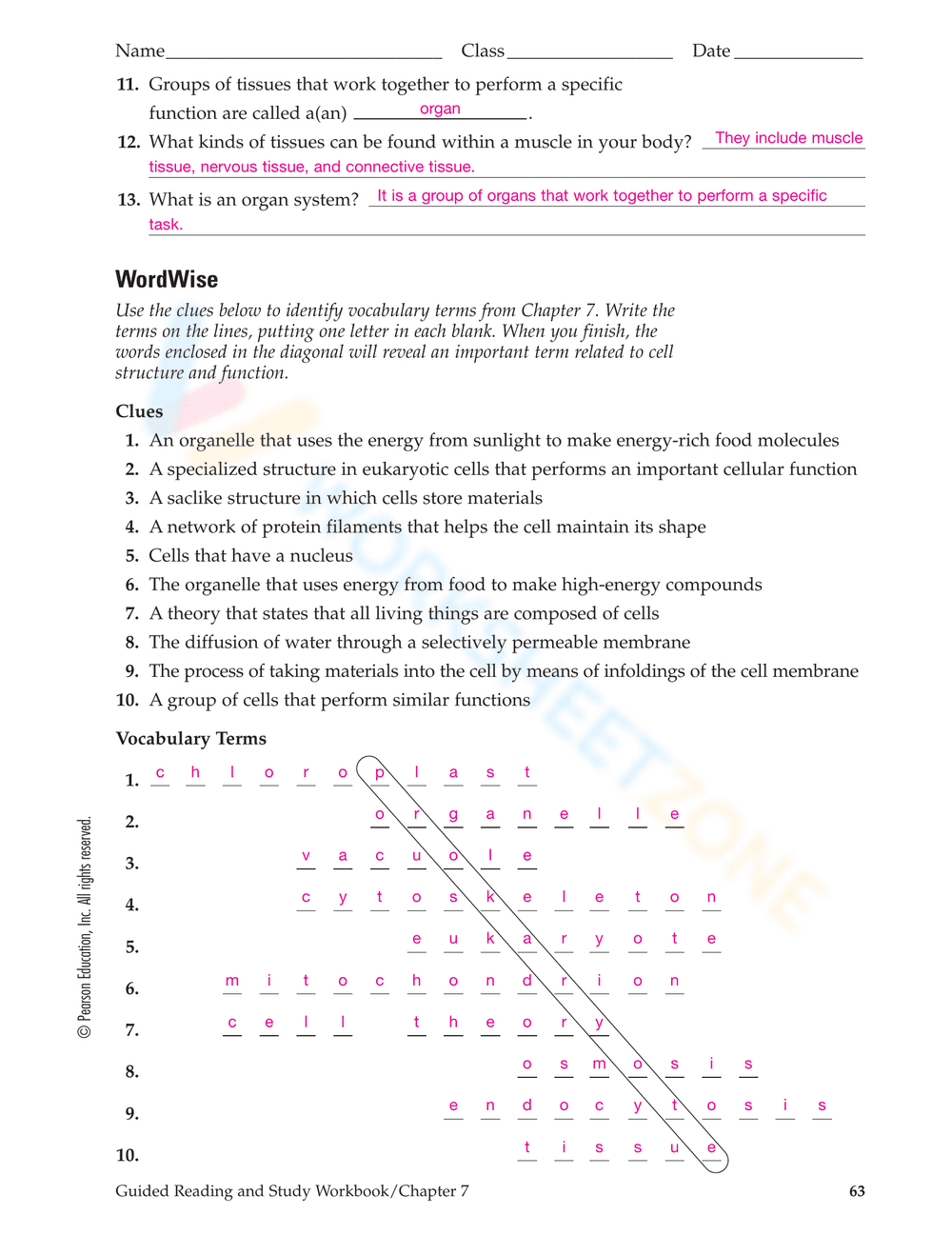 Cell Structure and Function Worksheet - Page 9