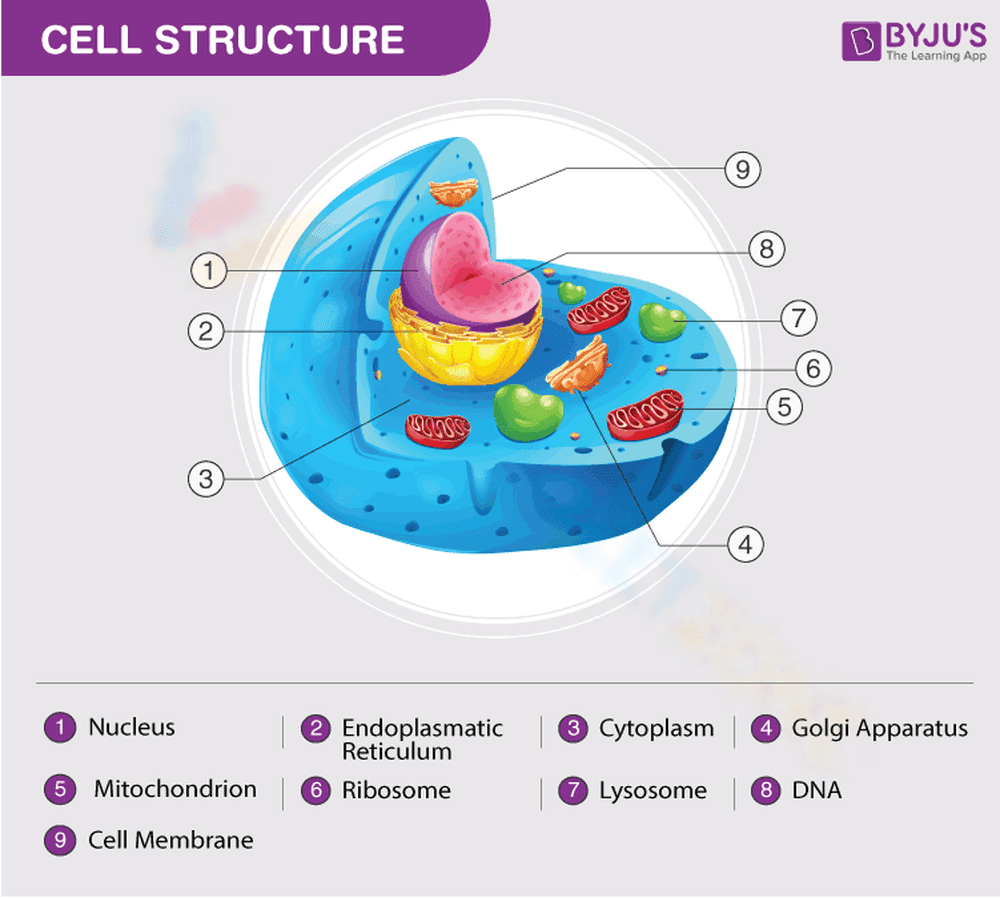 Cell Structure and Function - Page 1