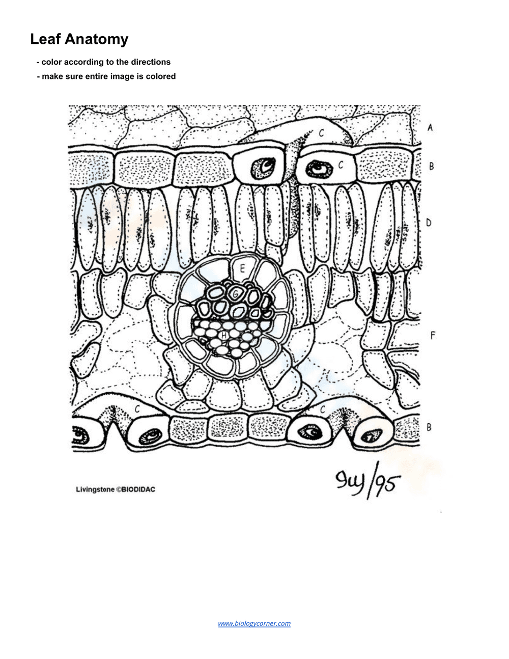 Leaf Anatomy Coloring - Page 2