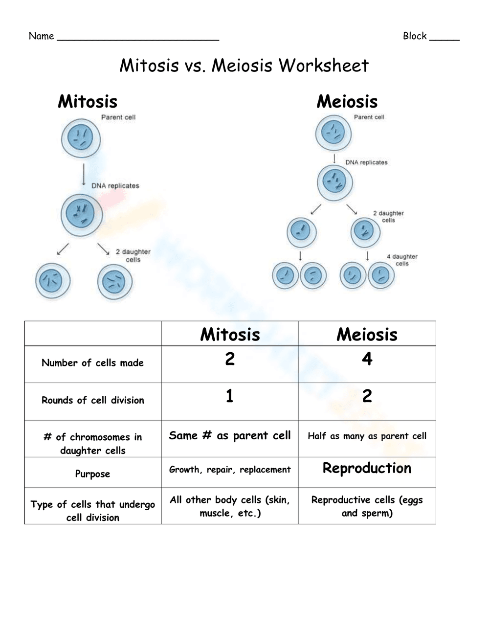 Mitosis and Meiosis: Understanding Cell Division - Page 1