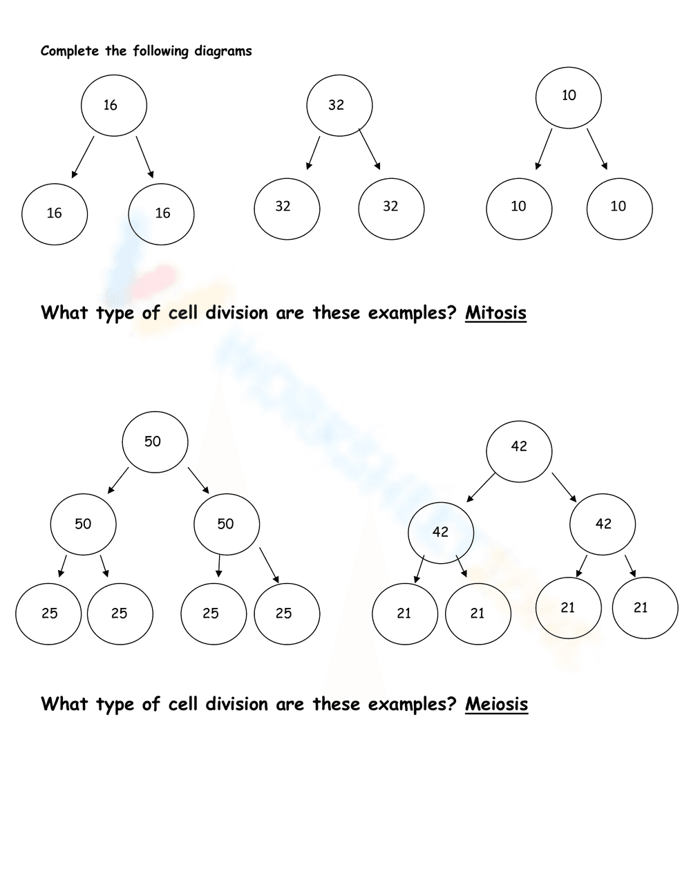 Mitosis and Meiosis: Understanding Cell Division - Page 2