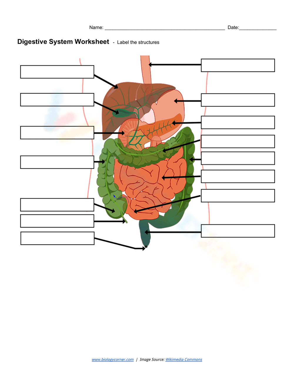 Digestive system worksheet - Page 1