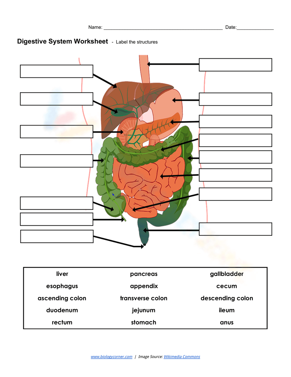 Digestive system worksheet - Page 2