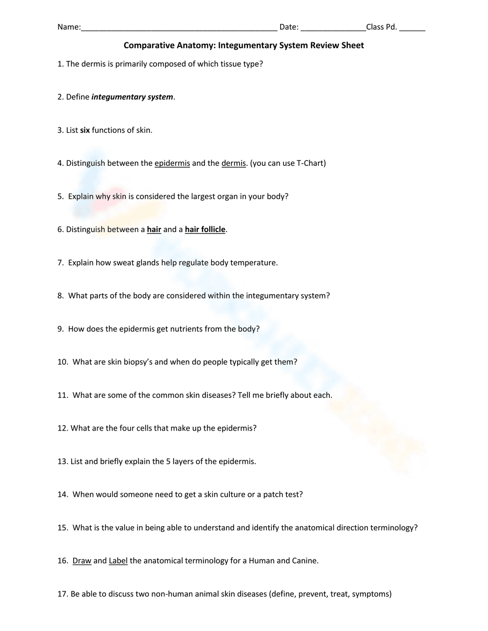 Integumentary System Anatomy Worksheet - Page 1