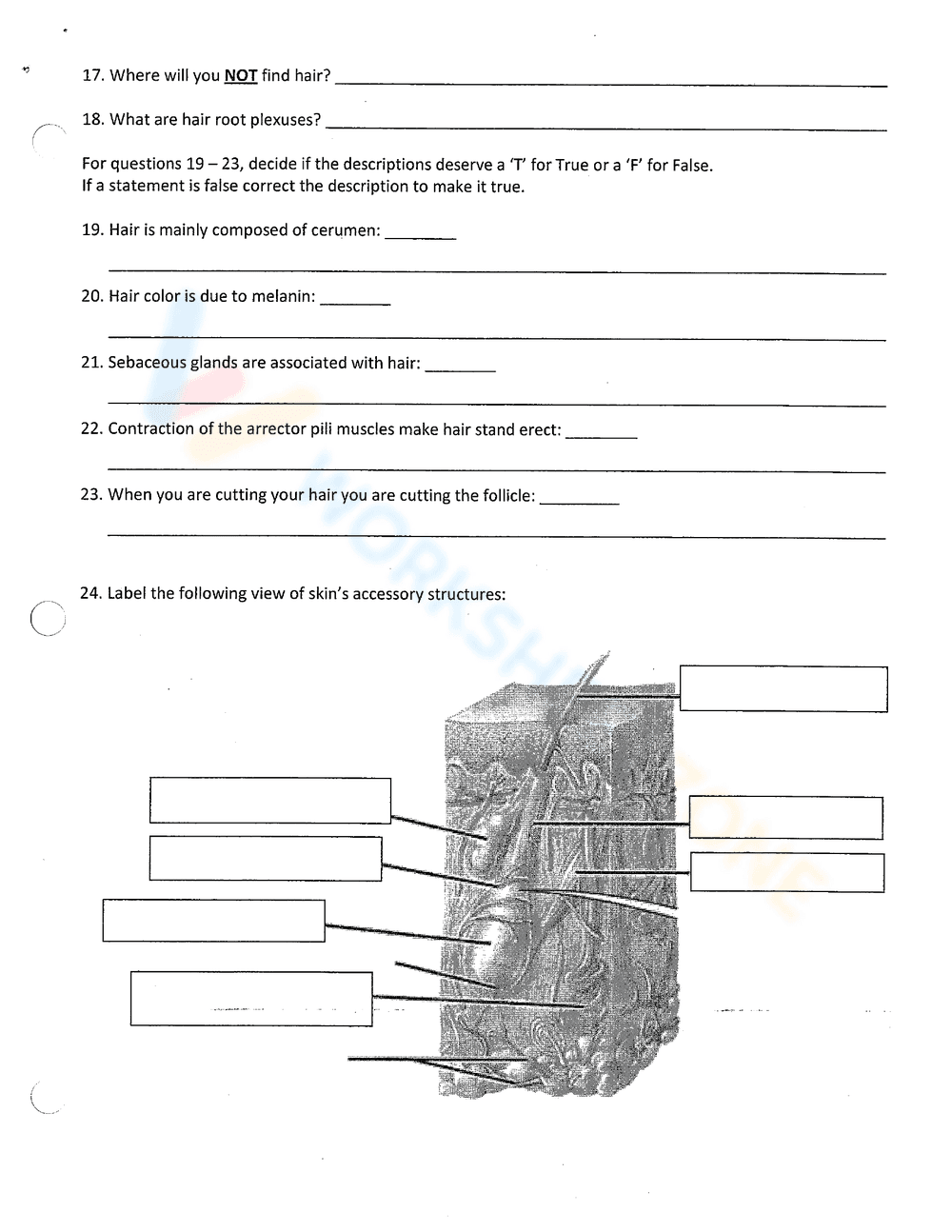 Integumentary System Review Worksheet - Page 3