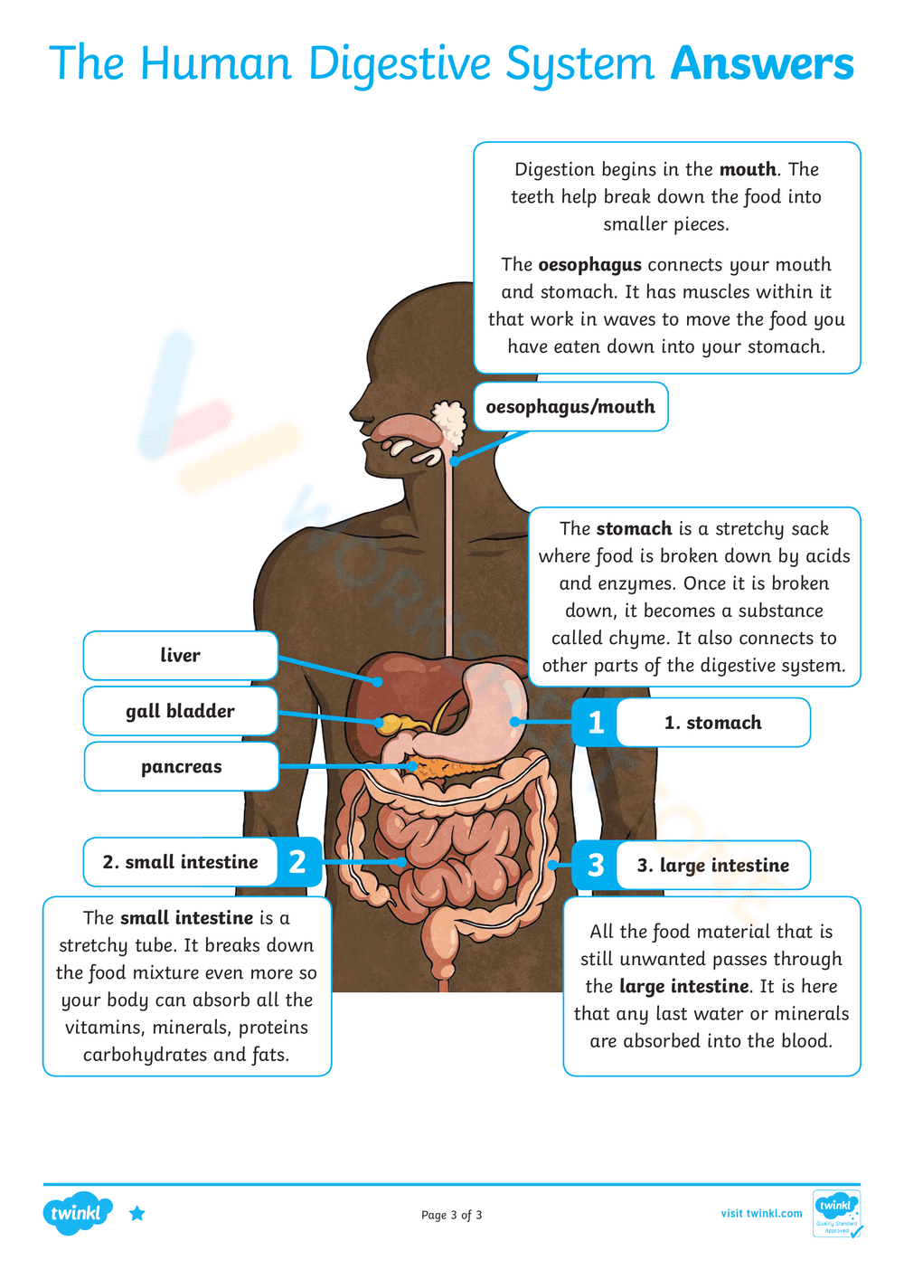The Human Digestive System - Page 3