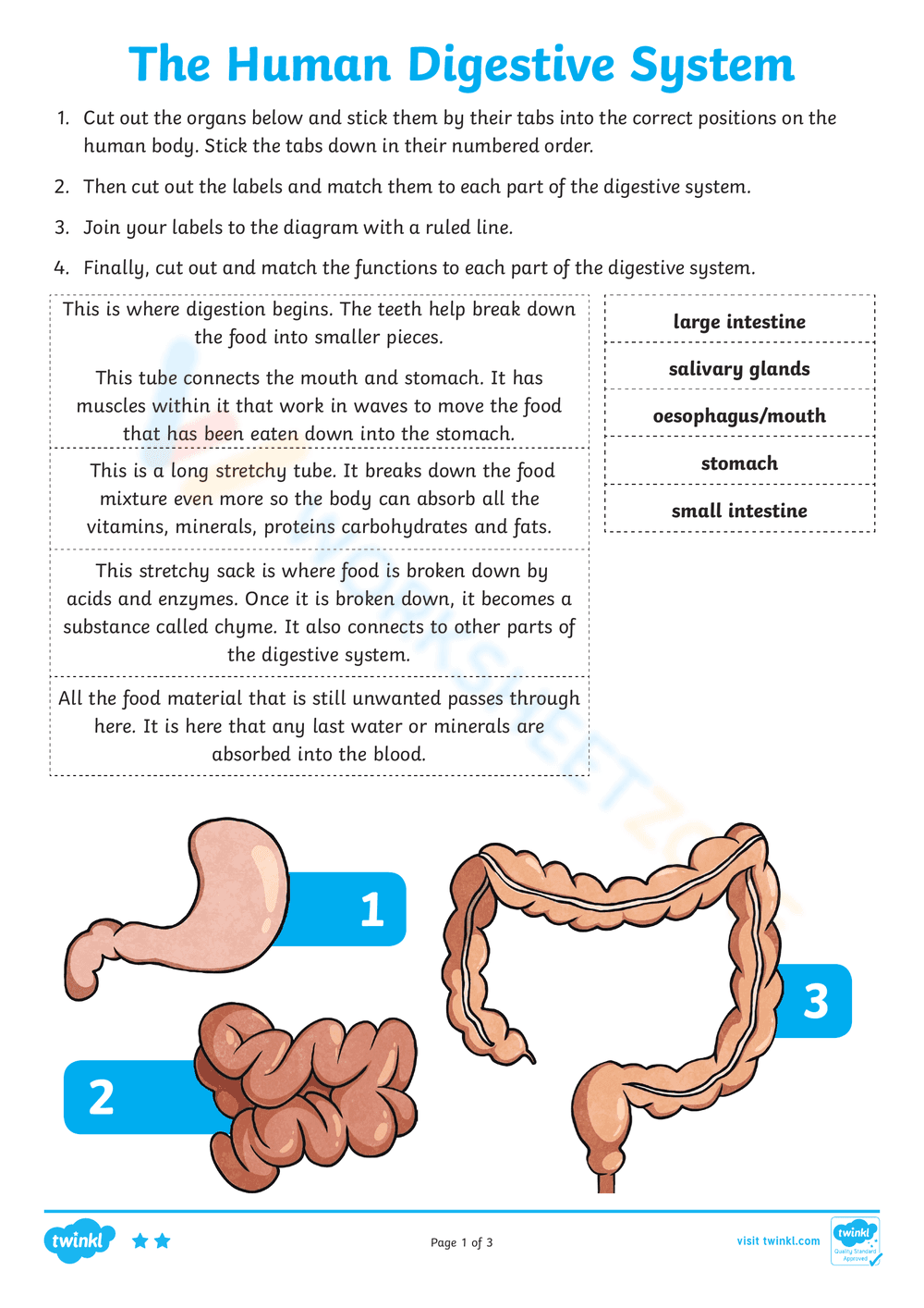 The Human Digestive System - Page 4