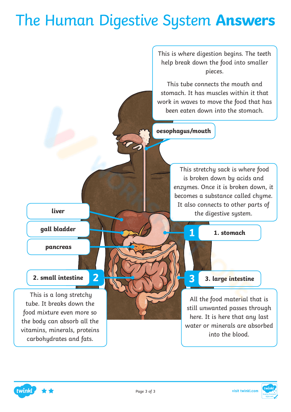 The Human Digestive System - Page 6