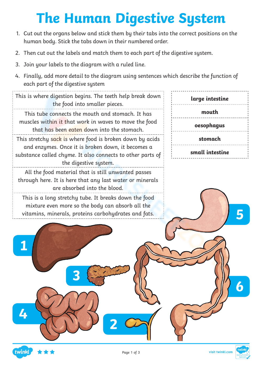 The Human Digestive System - Page 7