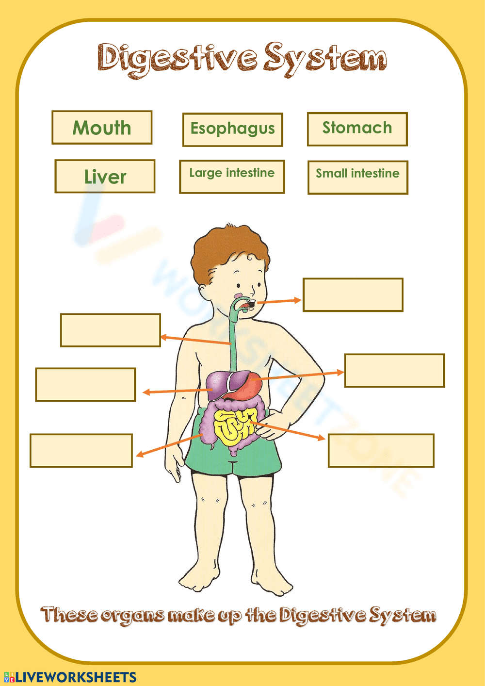 Label digestive system 3 - Page 1