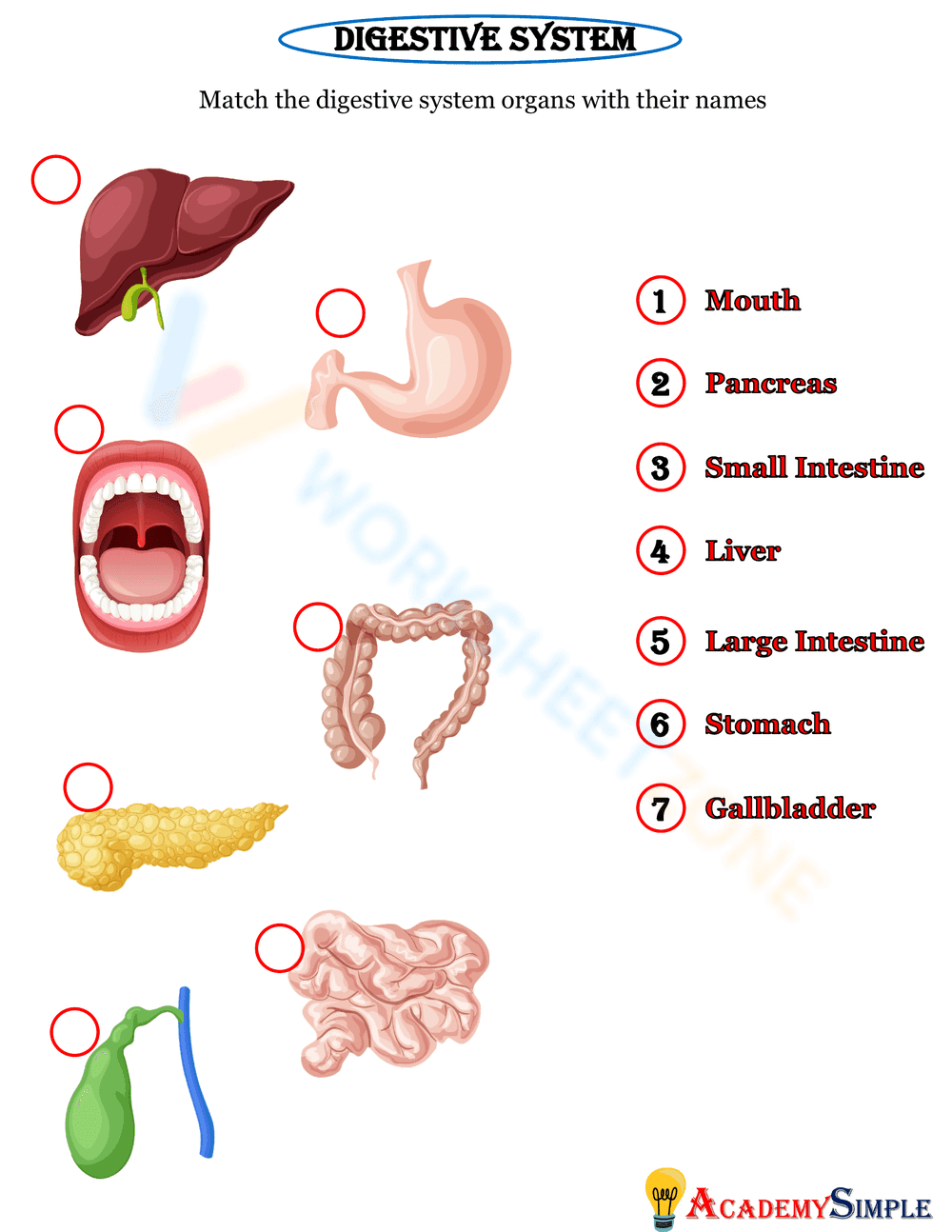 Digestive System Anatomy 2 - Page 1