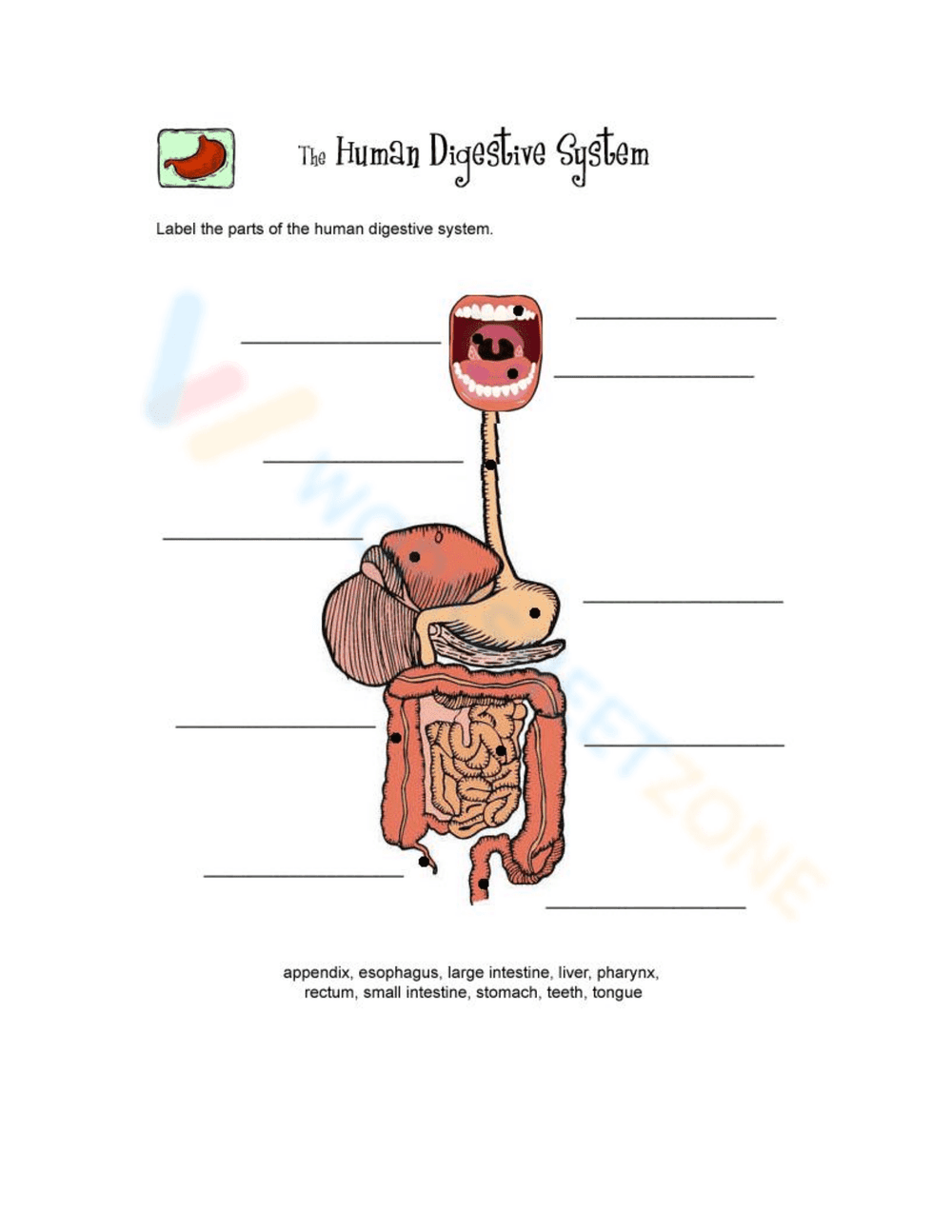 Diagram of the Digestive System with Hints Worksheet - Page 1