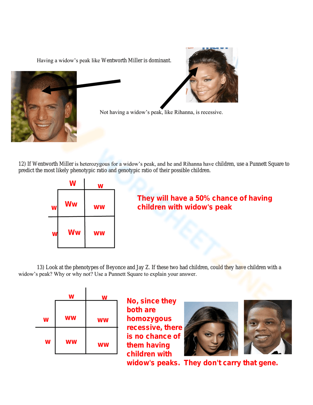 Punnett Square Practice Worksheet with Answers - Page 3