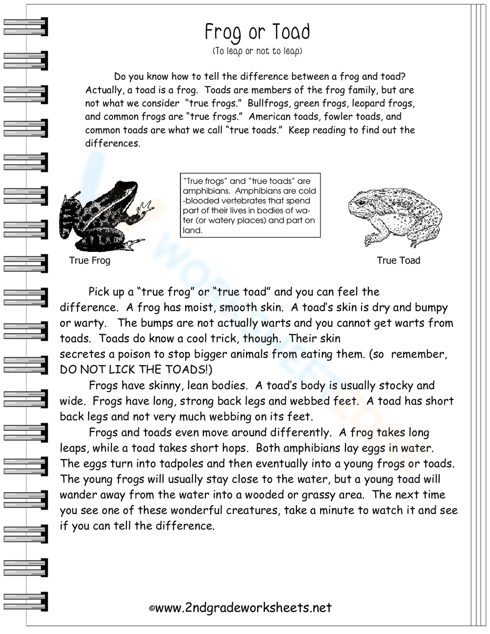 Frog or Toad: Identifying Differences Worksheet - Page 2