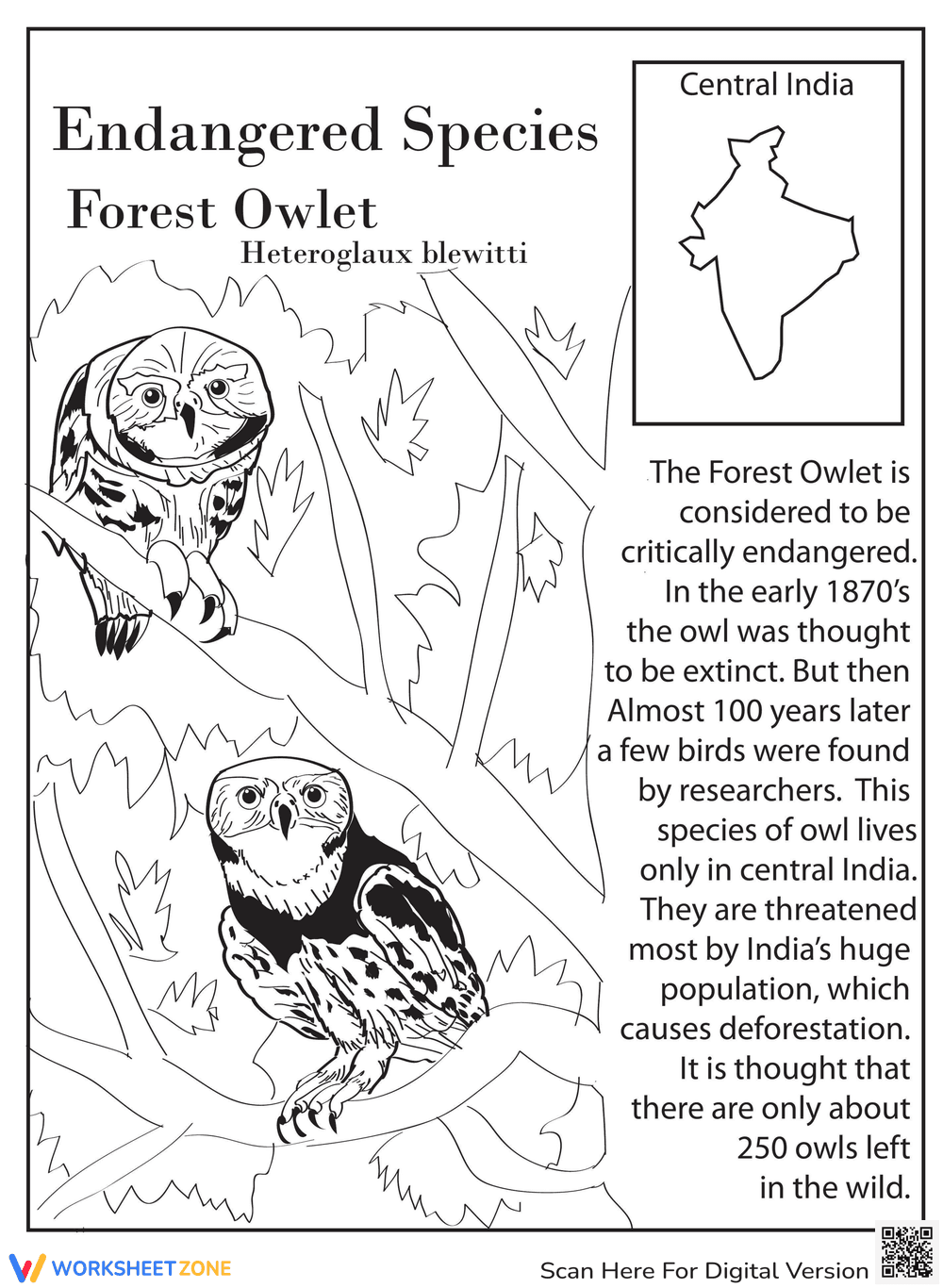 Discover the Forest Owlet - Page 1