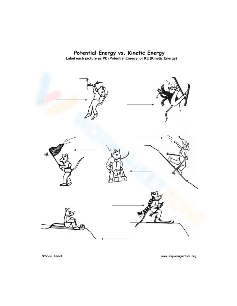 Potential and Kinetic Energy Labeling Activity - Page 1