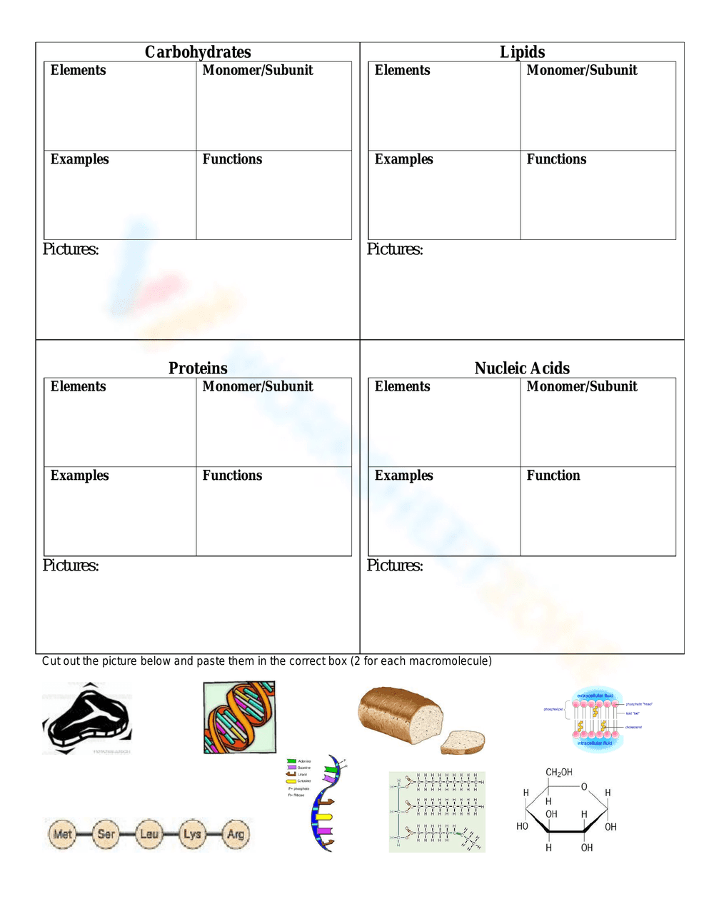 Macromolecule Chart Biology Worksheet - Page 1