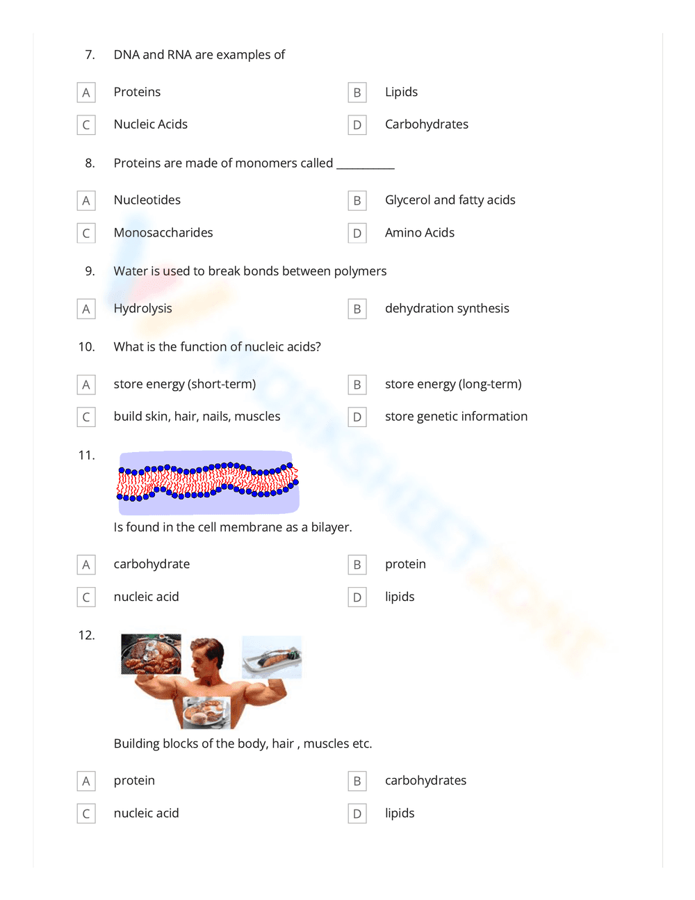 Macromolecules Worksheet with Answer Key - Page 2