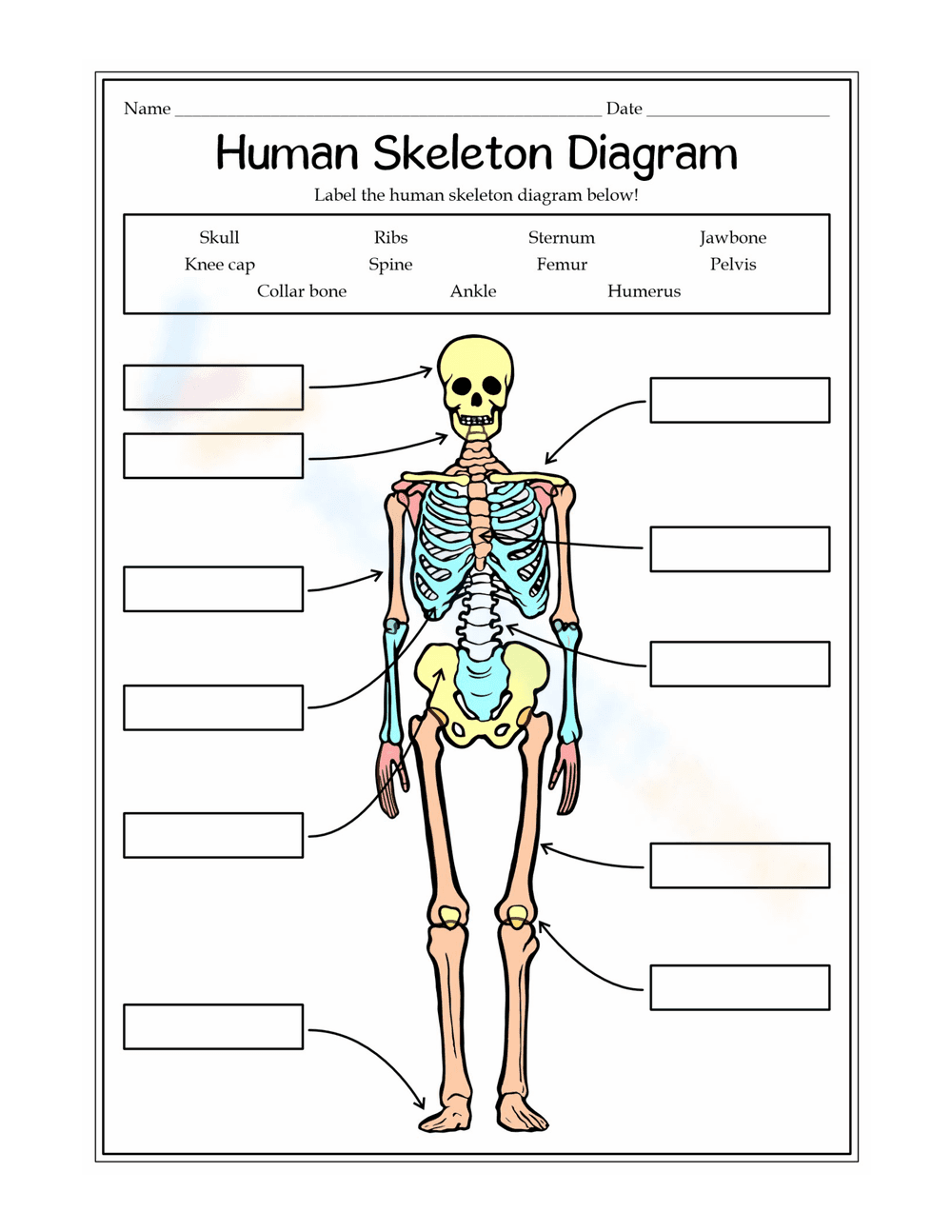 Explore the Human Skeleton Diagram! - Page 1