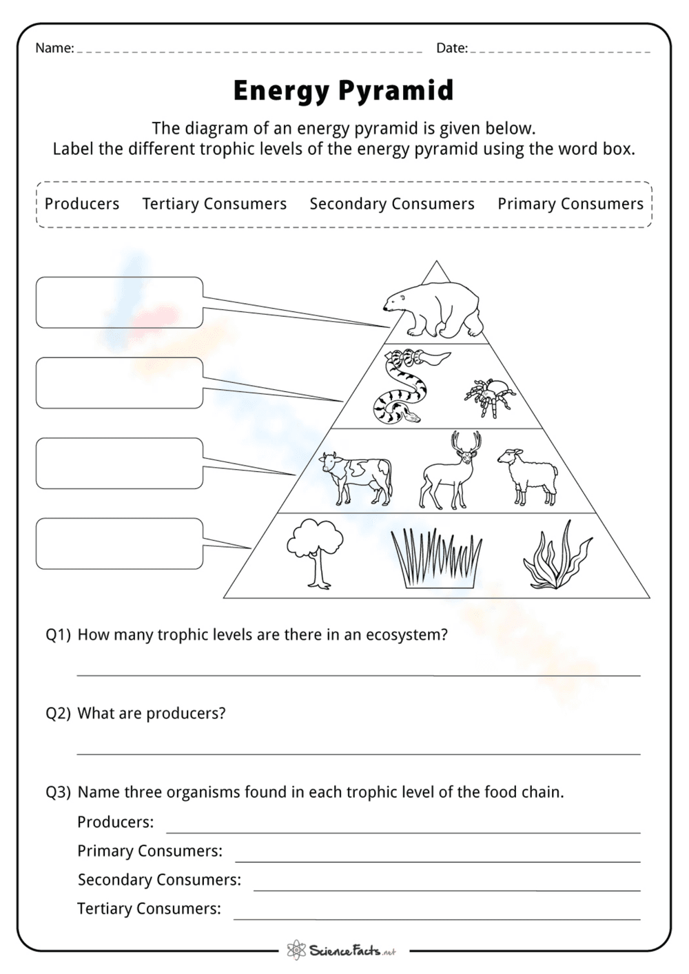 Understanding the Energy Pyramid - Page 1