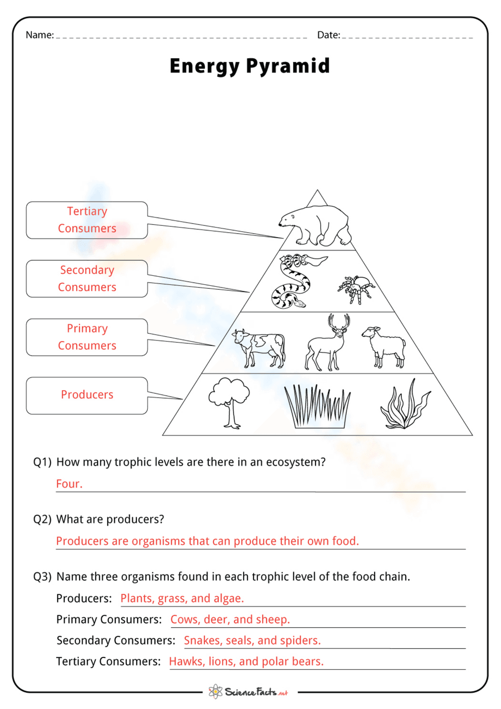 Understanding the Energy Pyramid - Page 2