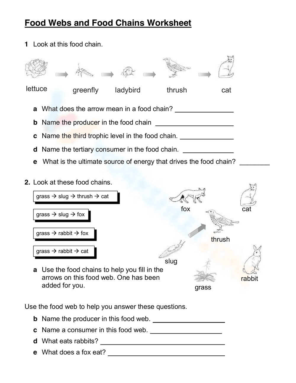 Exploring Food Webs and Food Chains - Page 1