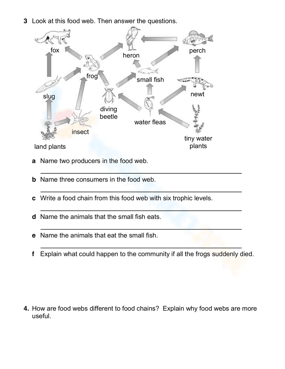 Exploring Food Webs and Food Chains - Page 2