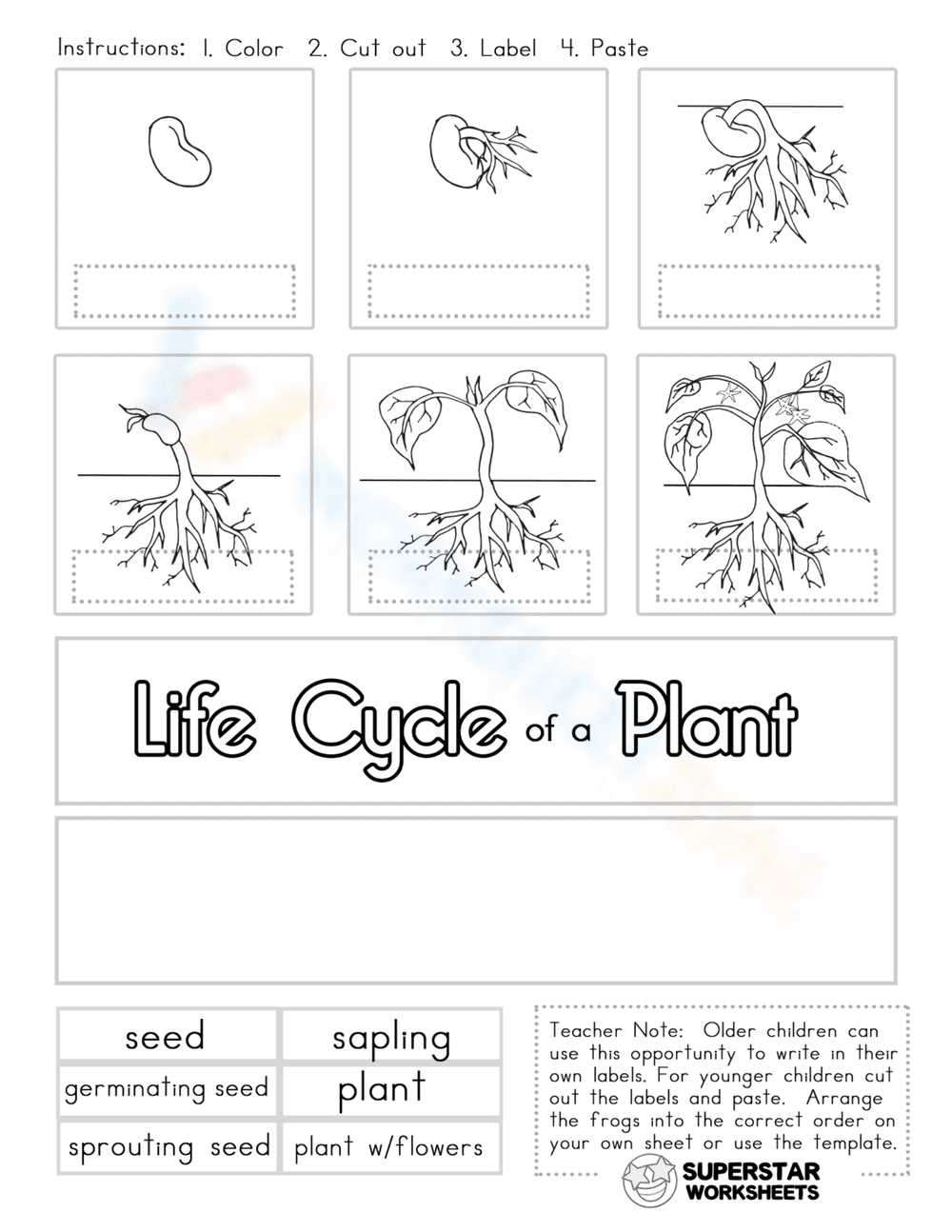 Life Cycle of a Plant Coloring and Sequencing Worksheet - Page 1