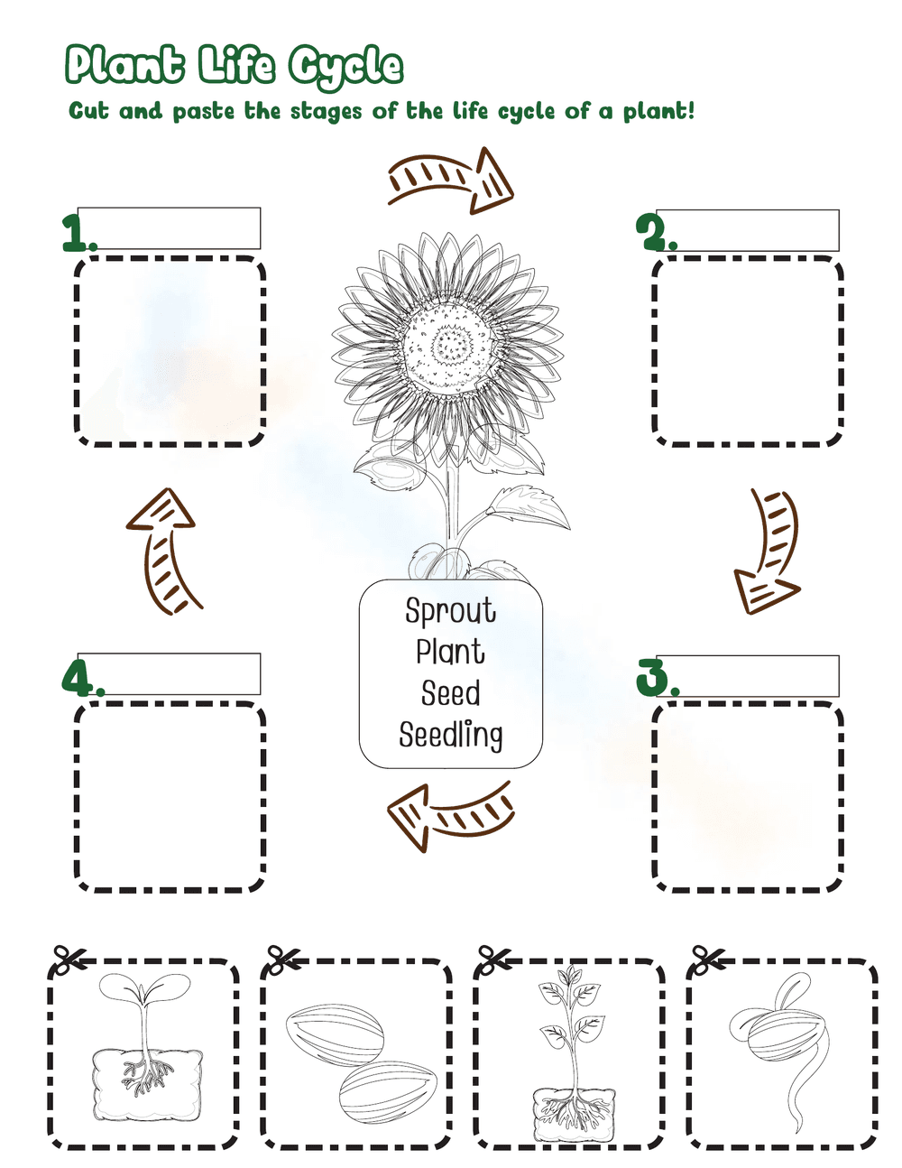 Life Cycle of a Plant Cut and Paste Worksheet - Page 1