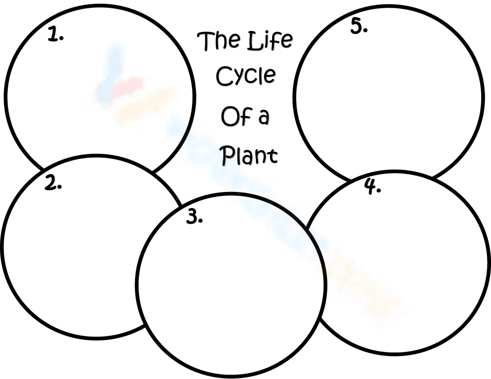 The Life Cycle of a Plant Worksheet - Page 1