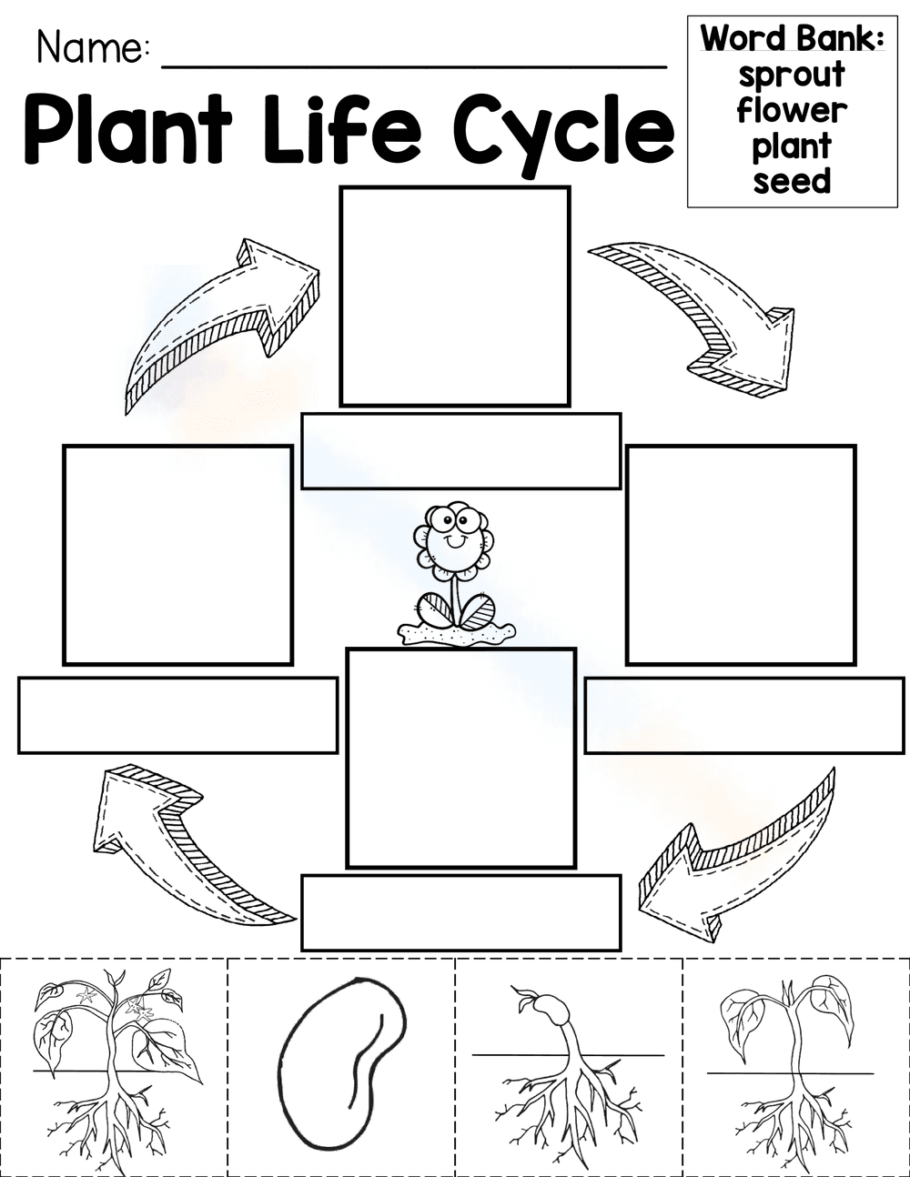Plant Life Cycle Worksheet - Page 1