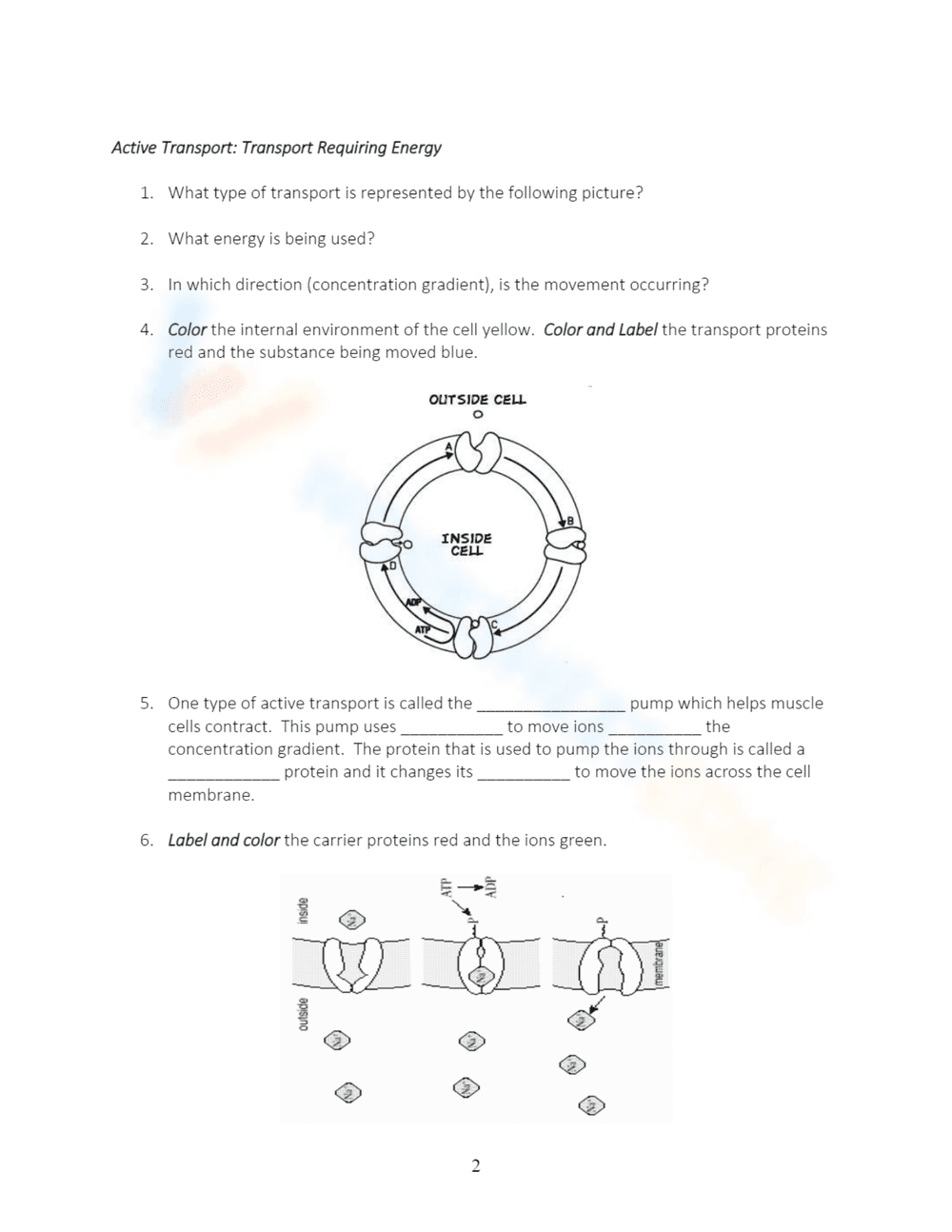 Understanding Active and Passive Transport Worksheet - Page 2