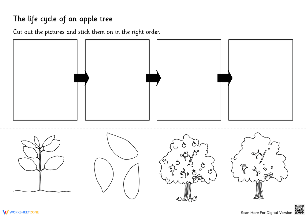 Explore the Apple Life Cycle Worksheet - Page 1