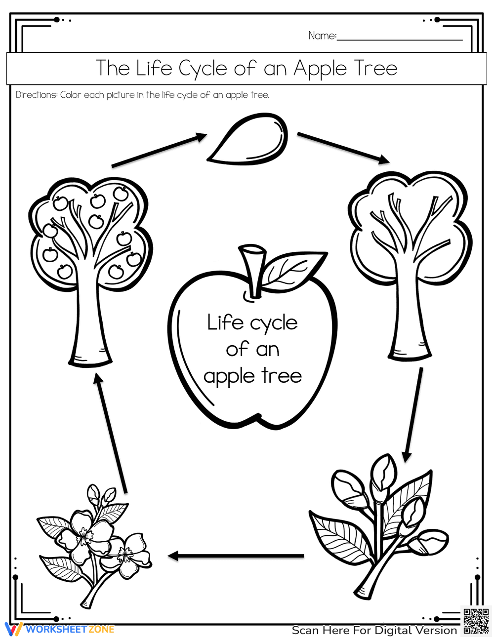 The Life Cycle of an Apple Tree - Page 1