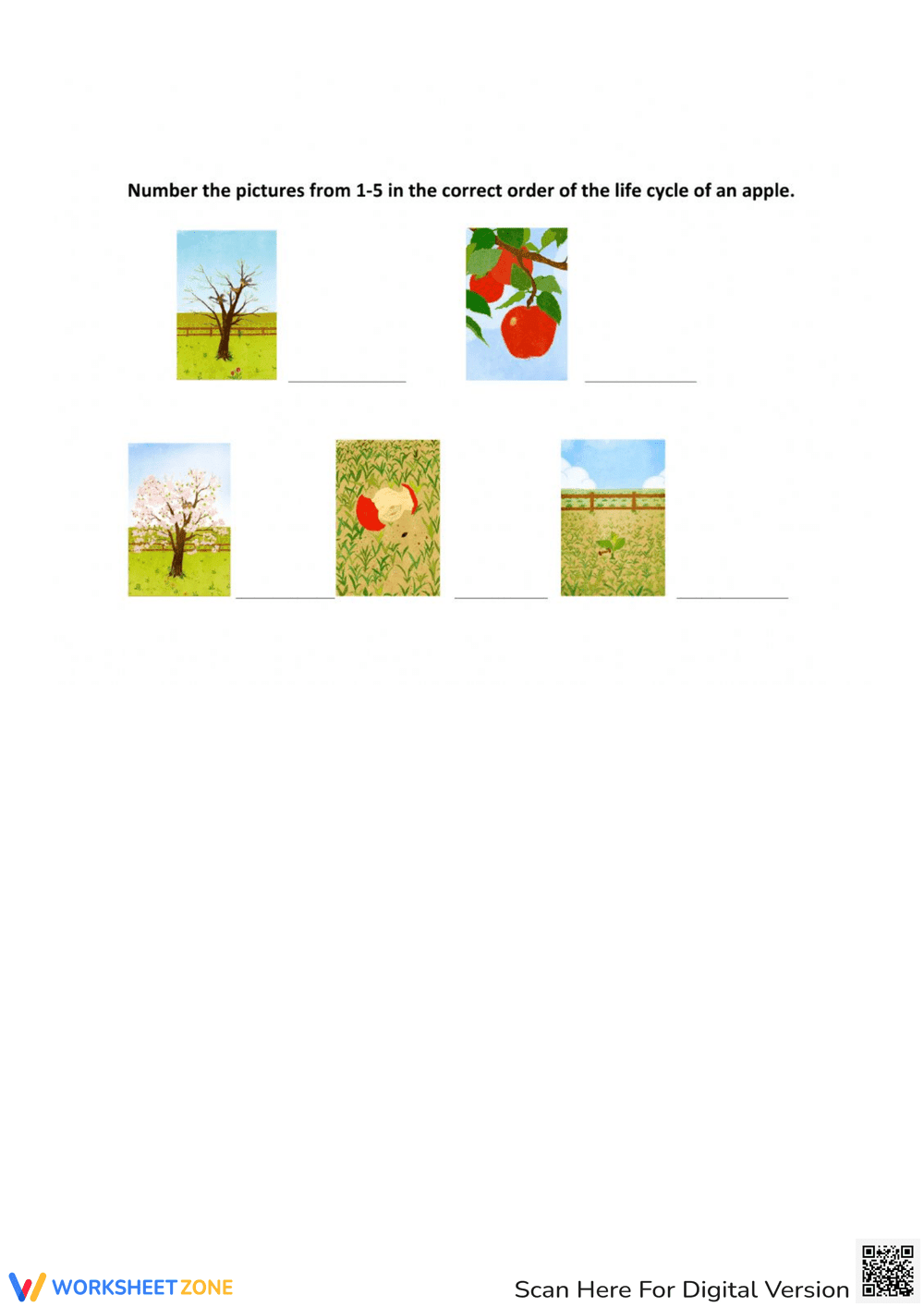 Apple Tree Life Cycle - Page 1