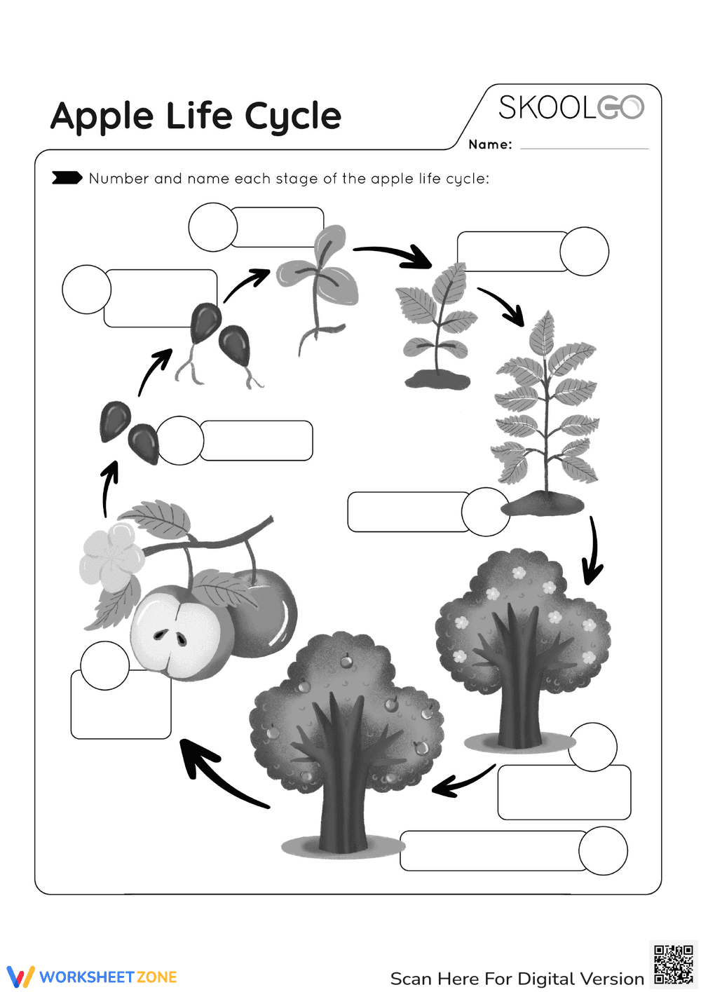 Explore the Apple Life Cycle - Page 2