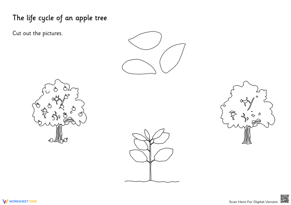 Apple Tree Life Cycle: Cut and Paste - Page 2