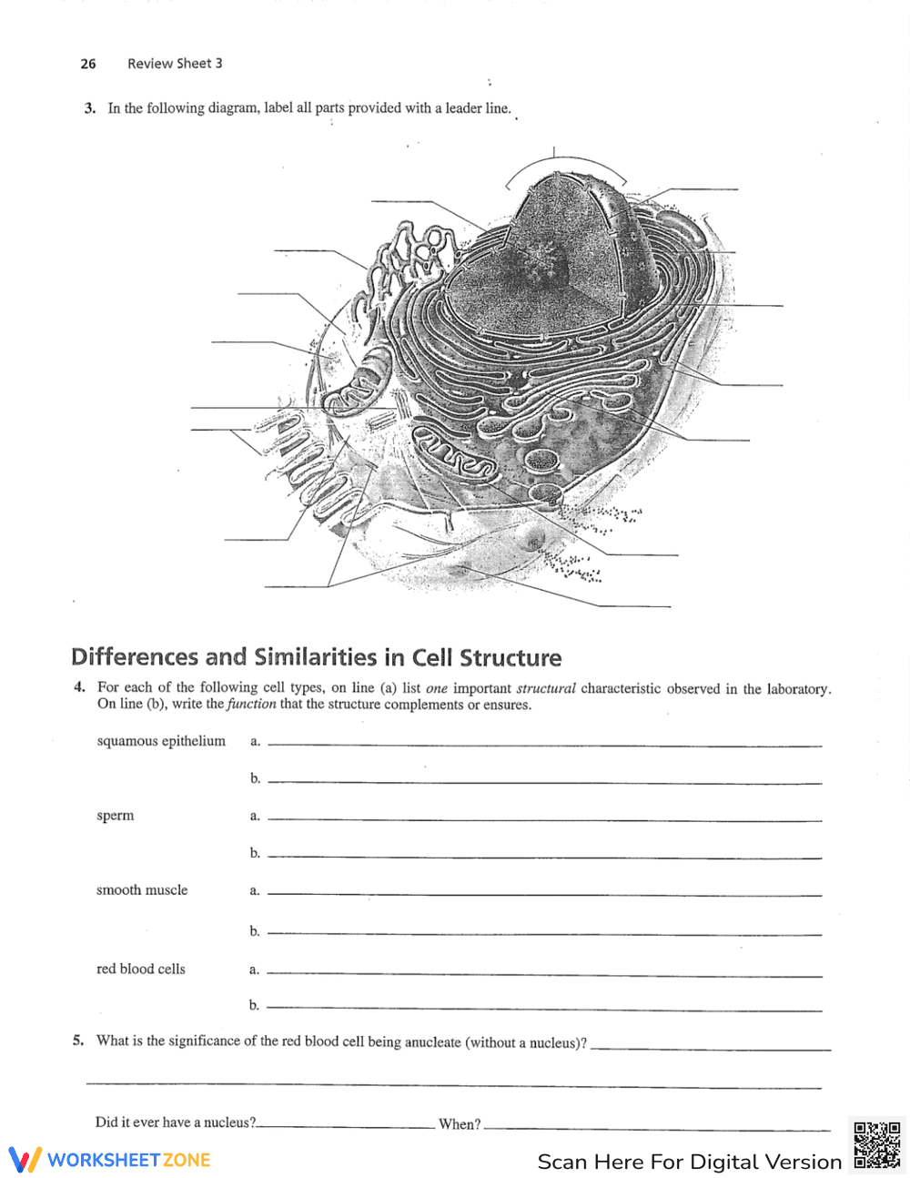 Cell Anatomy and Division: Explore Cell Structures - Page 2