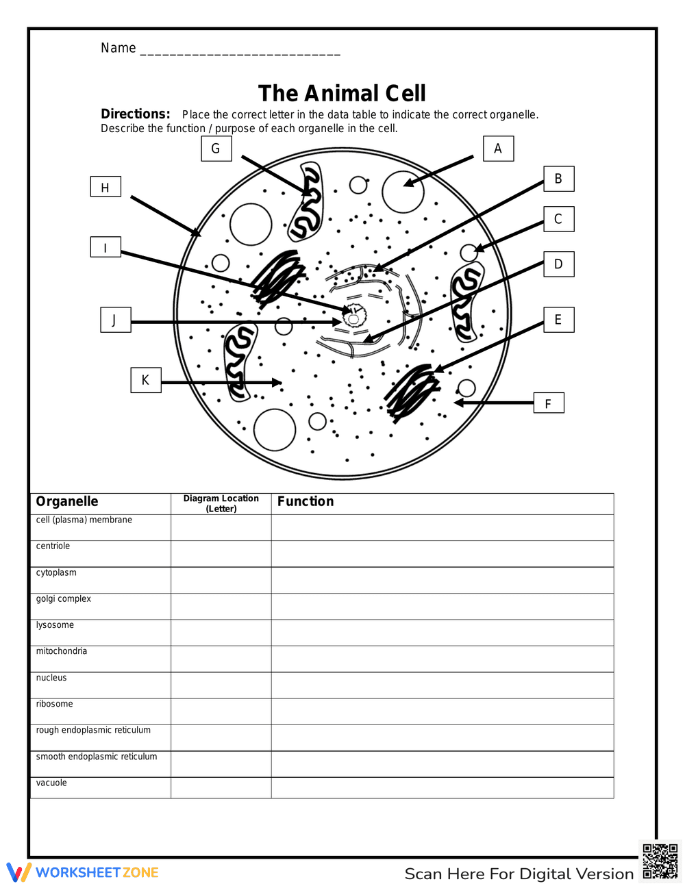 The Animal Organelles: Explore Cell Structures - Page 1