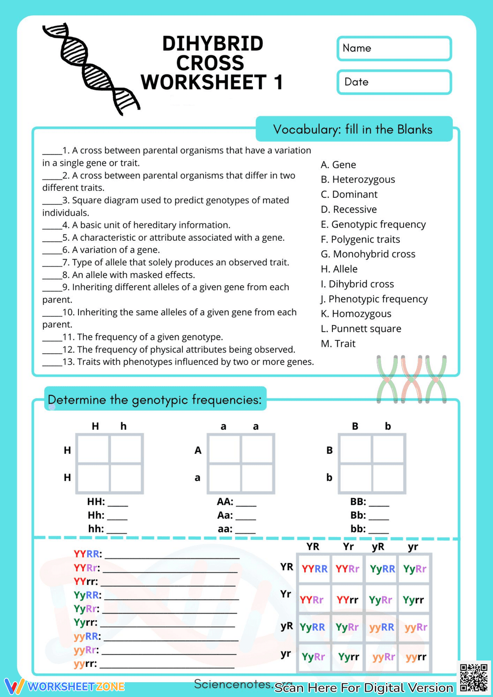 Practice with the Dihybrid Cross Worksheet - Page 1