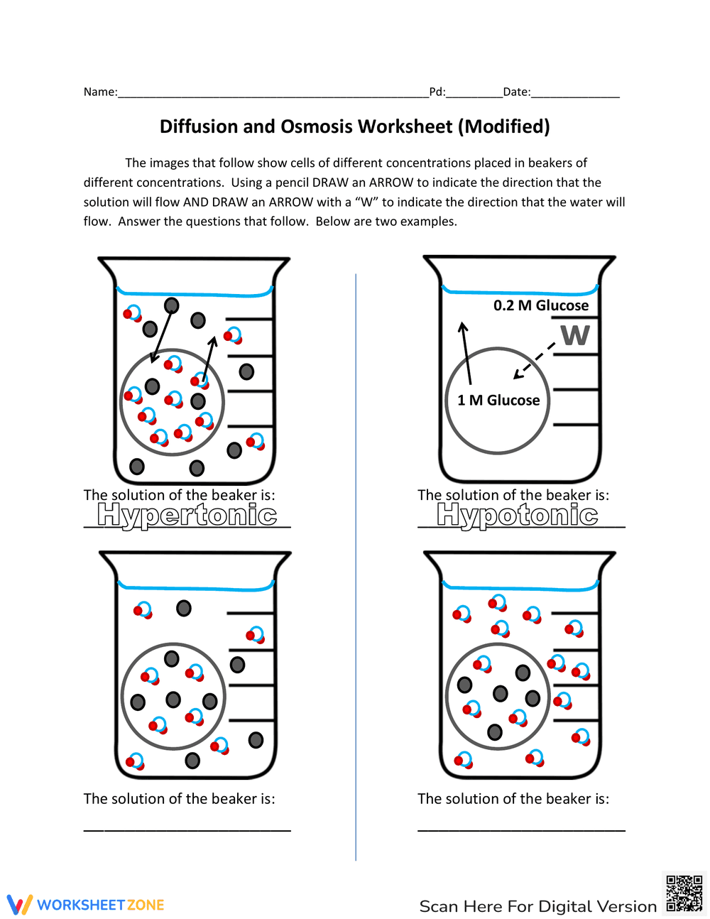 Practice Osmosis and Diffusion with this Worksheet - Page 3