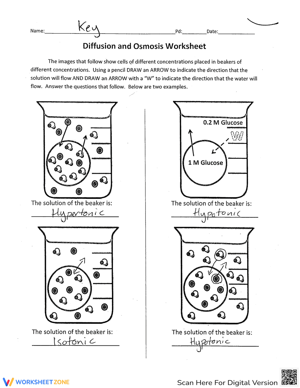 Practice Osmosis and Diffusion with this Worksheet - Page 5