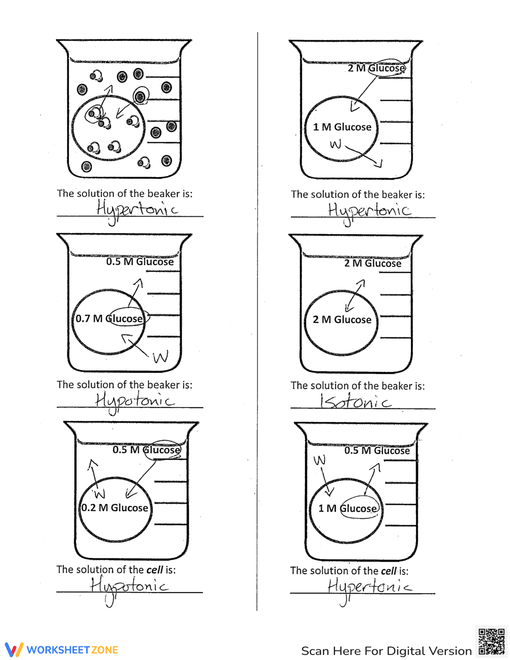Practice Osmosis and Diffusion with this Worksheet - Page 6