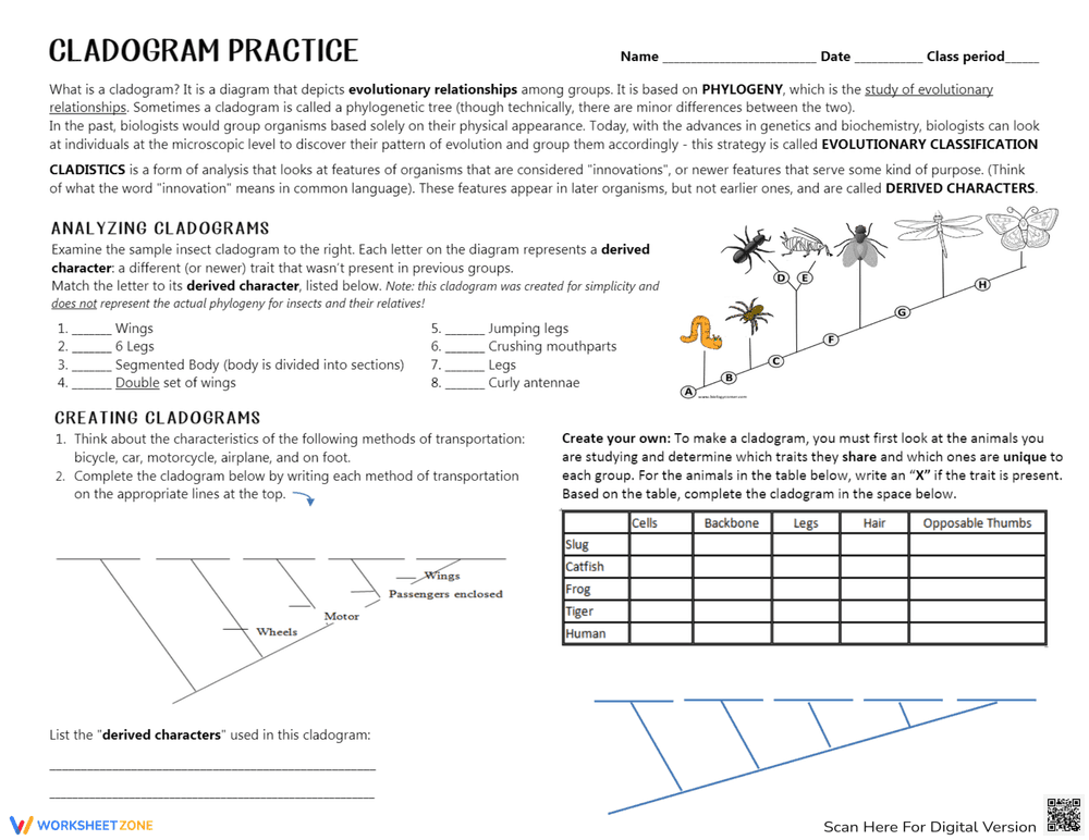 Cladogram Practice 2 Worksheet: Analyze Evolutionary Trees - Page 1