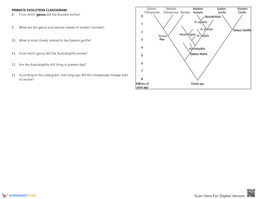 Cladogram Practice 2 Worksheet: Analyze Evolutionary Trees - Page 3